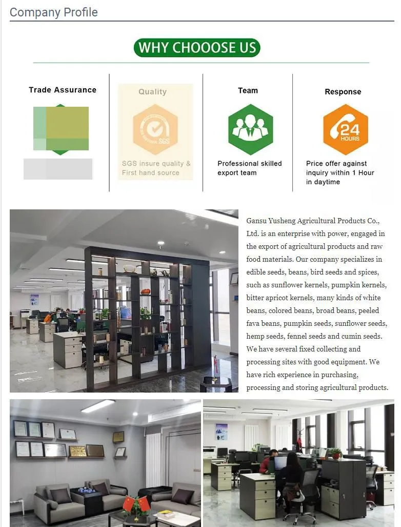 Dried Apple Drying Apple Healthy Good Delicious for Sale