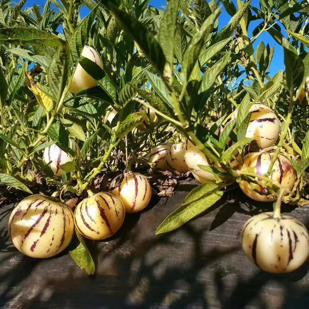 Hybrid F1 Solanum Muricatum Aiton Seeds Pepino Cucumber Seeds for Growing