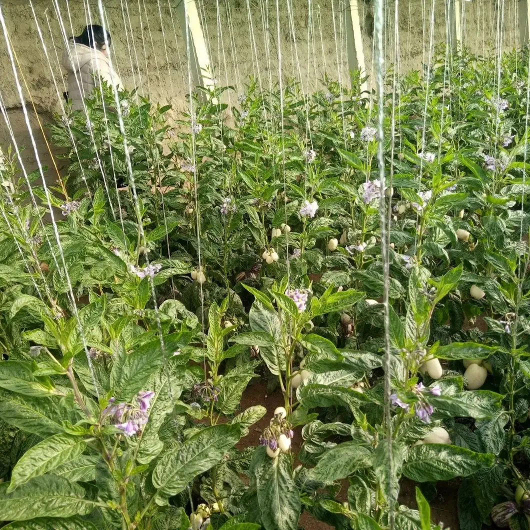 Hybrid F1 Solanum Muricatum Aiton Seeds Pepino Cucumber Seeds for Growing