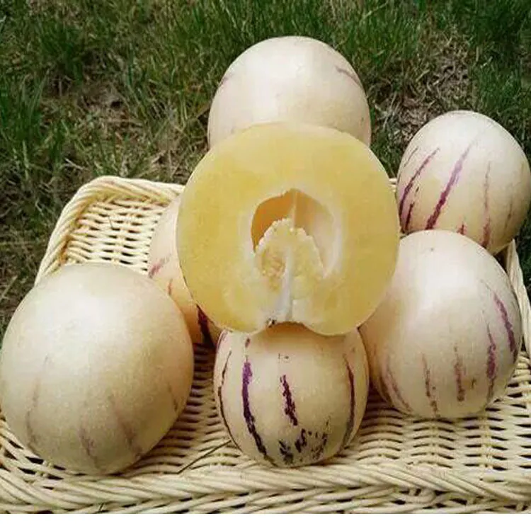 Hybrid F1 Solanum Muricatum Aiton Seeds Pepino Cucumber Seeds for Growing