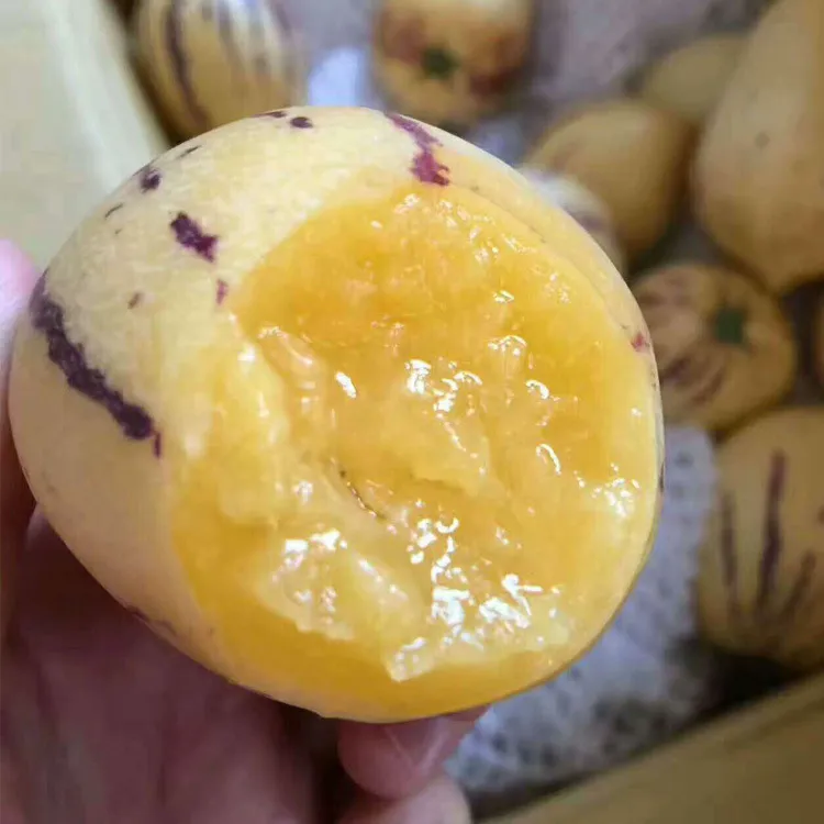 Hybrid F1 Solanum Muricatum Aiton Seeds Pepino Cucumber Seeds for Growing