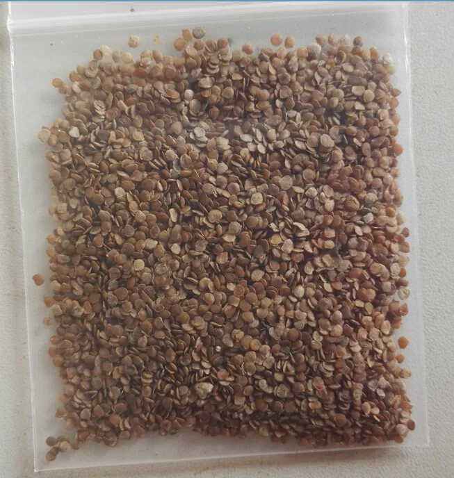 Hybrid F1 Solanum Muricatum Aiton Seeds Pepino Cucumber Seeds for Growing