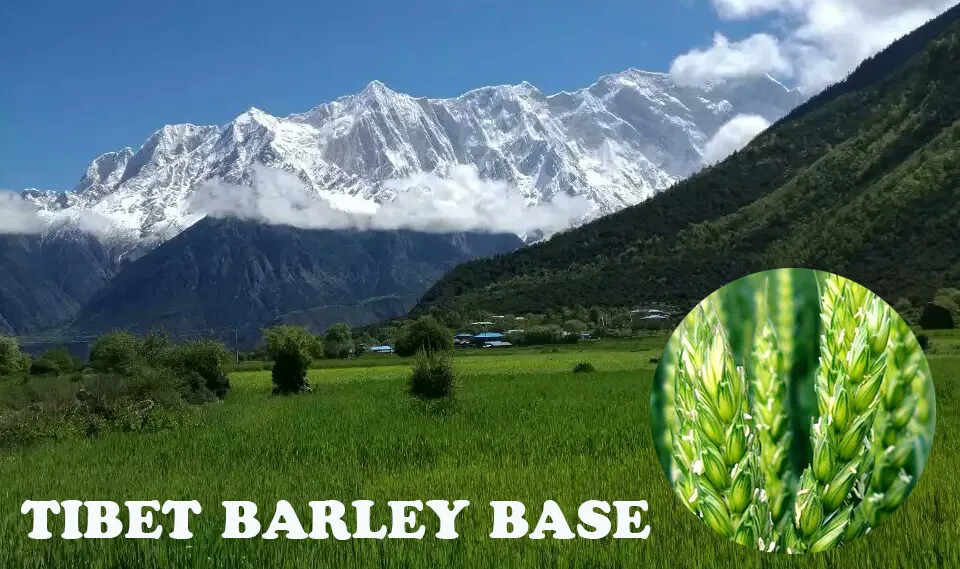 Xizang Highland Barley Grass Powder Meal Replacement - High Fiber, Low Gi, Natural Energy Boost