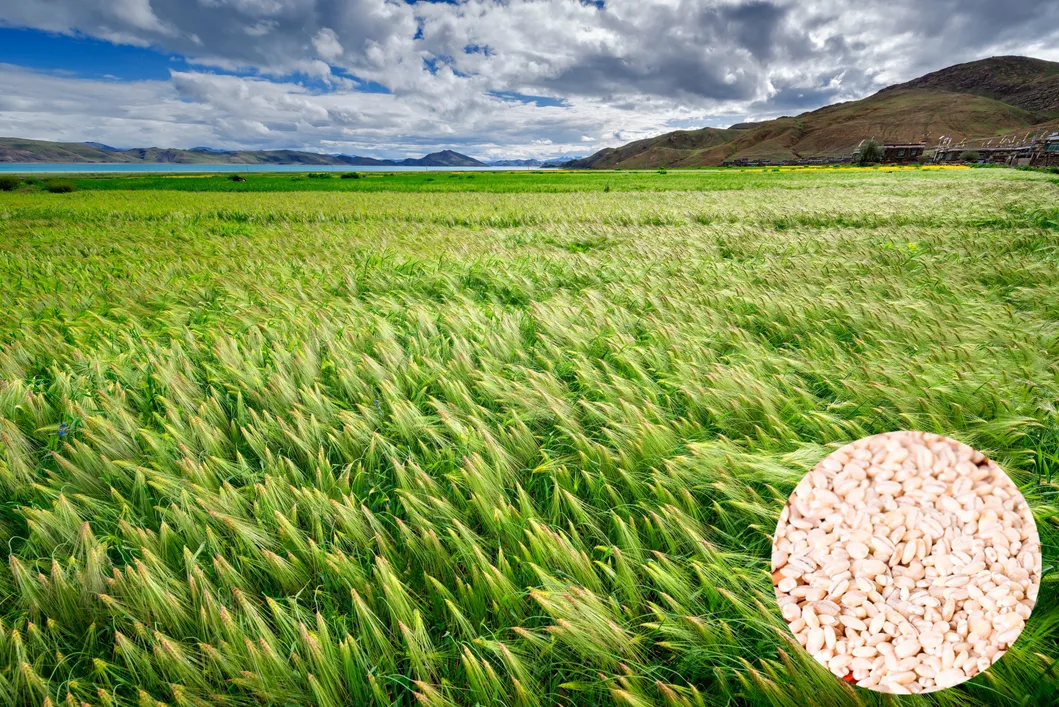 Xizang Highland Barley Grass Powder Meal Replacement - High Fiber, Low Gi, Natural Energy Boost