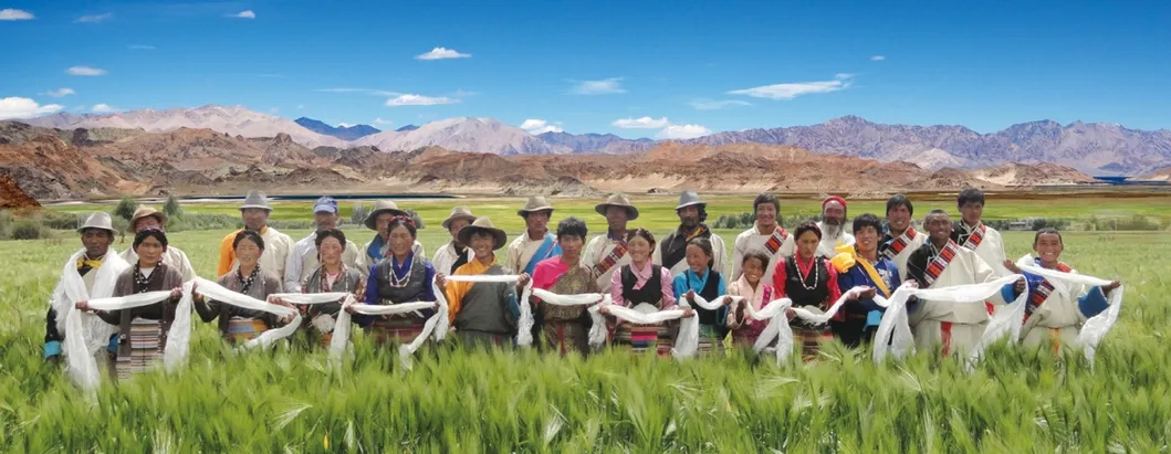 Xizang Highland Barley Grass Powder Meal Replacement - High Fiber, Low Gi, Natural Energy Boost