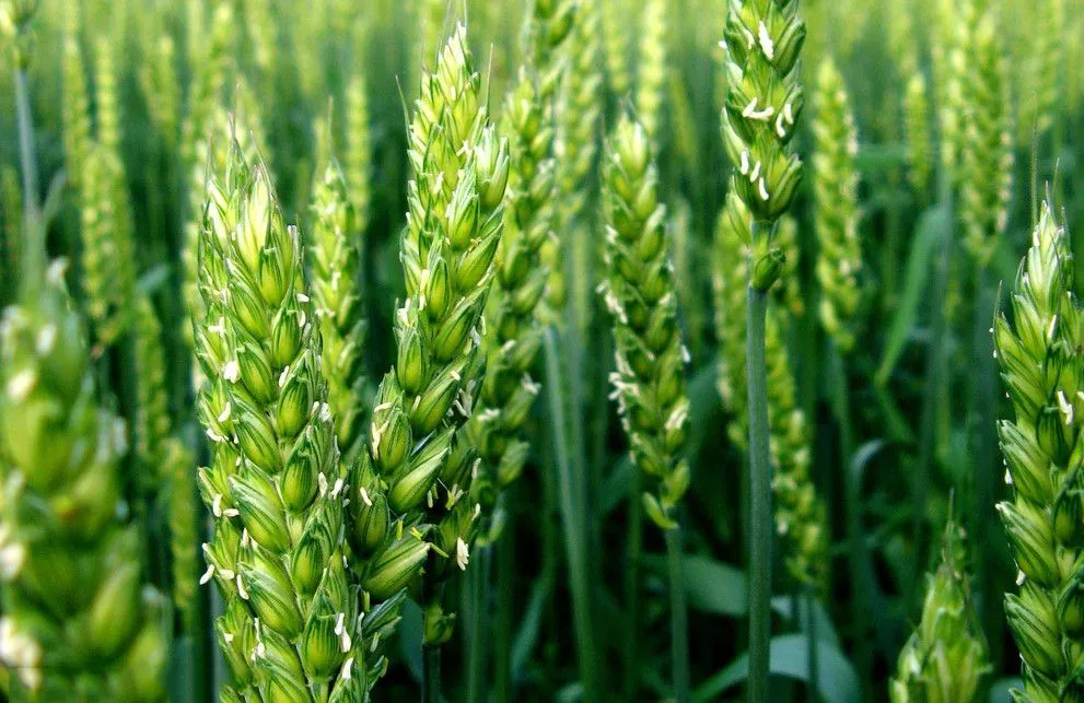 Xizang Highland Barley Grass Powder Meal Replacement - High Fiber, Low Gi, Natural Energy Boost