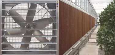 China Factory Price Professional Glass Greenhouse