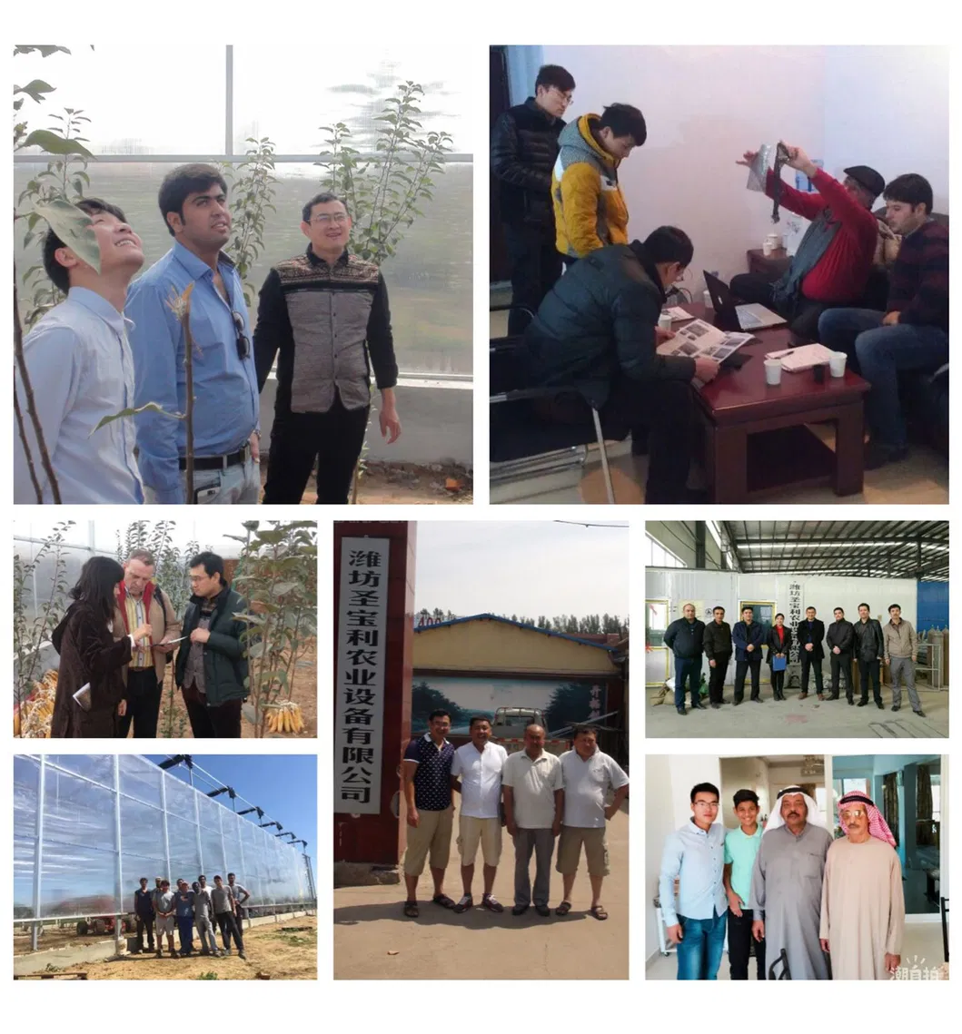 China Factory Price Professional Glass Greenhouse