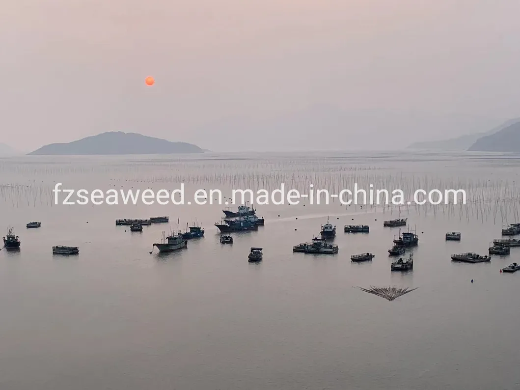 Hot Sale Health Organic Food Dark Green 100% Pure Spirulina Powder