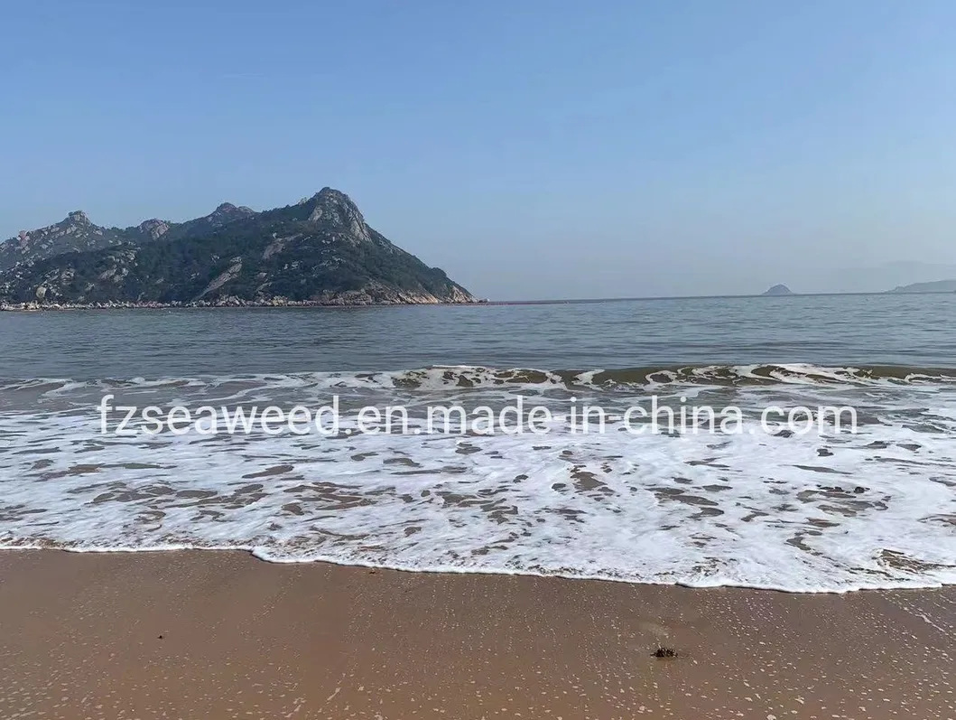 Hot Sale Health Organic Food Dark Green 100% Pure Spirulina Powder