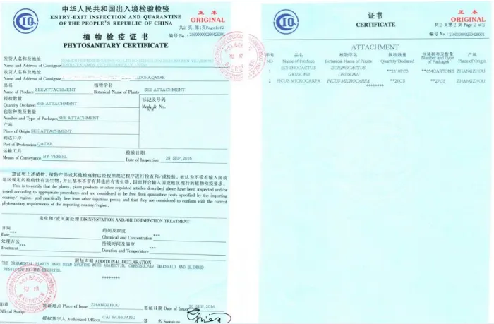 Philodendron Pink Congo with Free Phyto Philodendron Plants for Sale