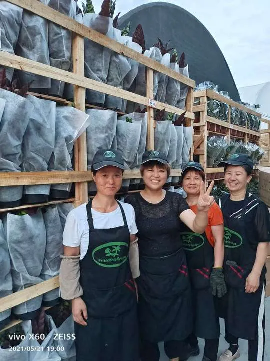 Philodendron Pink Congo with Free Phyto Philodendron Plants for Sale