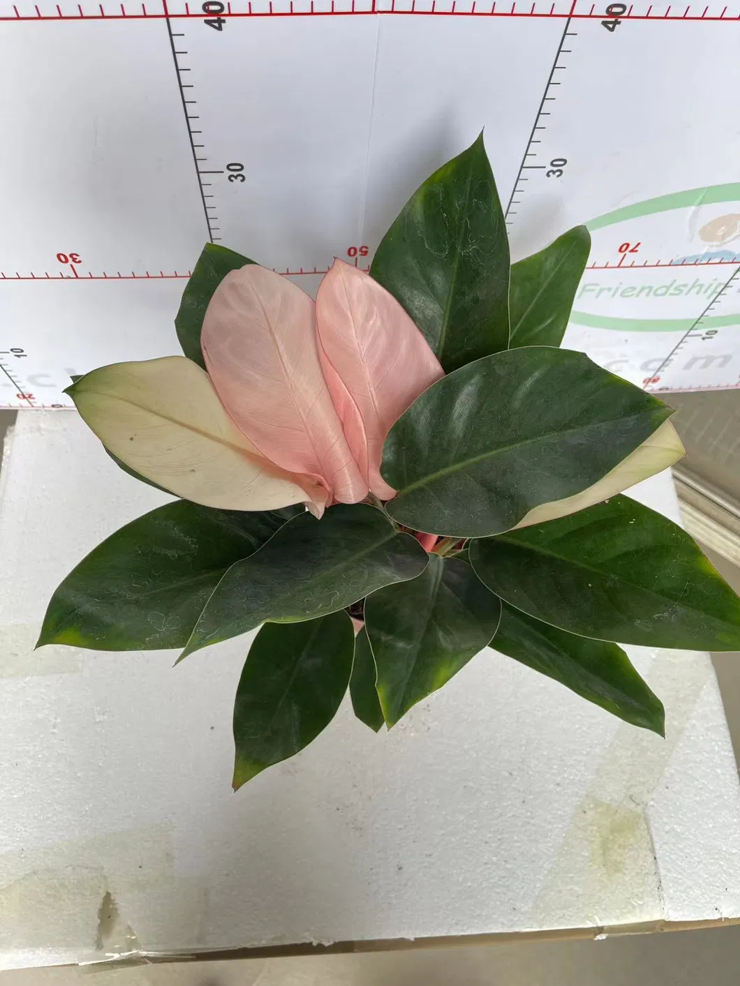 Philodendron Pink Congo with Free Phyto Philodendron Plants for Sale