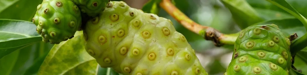 Premium noni extract powder for Vitality and Wellness