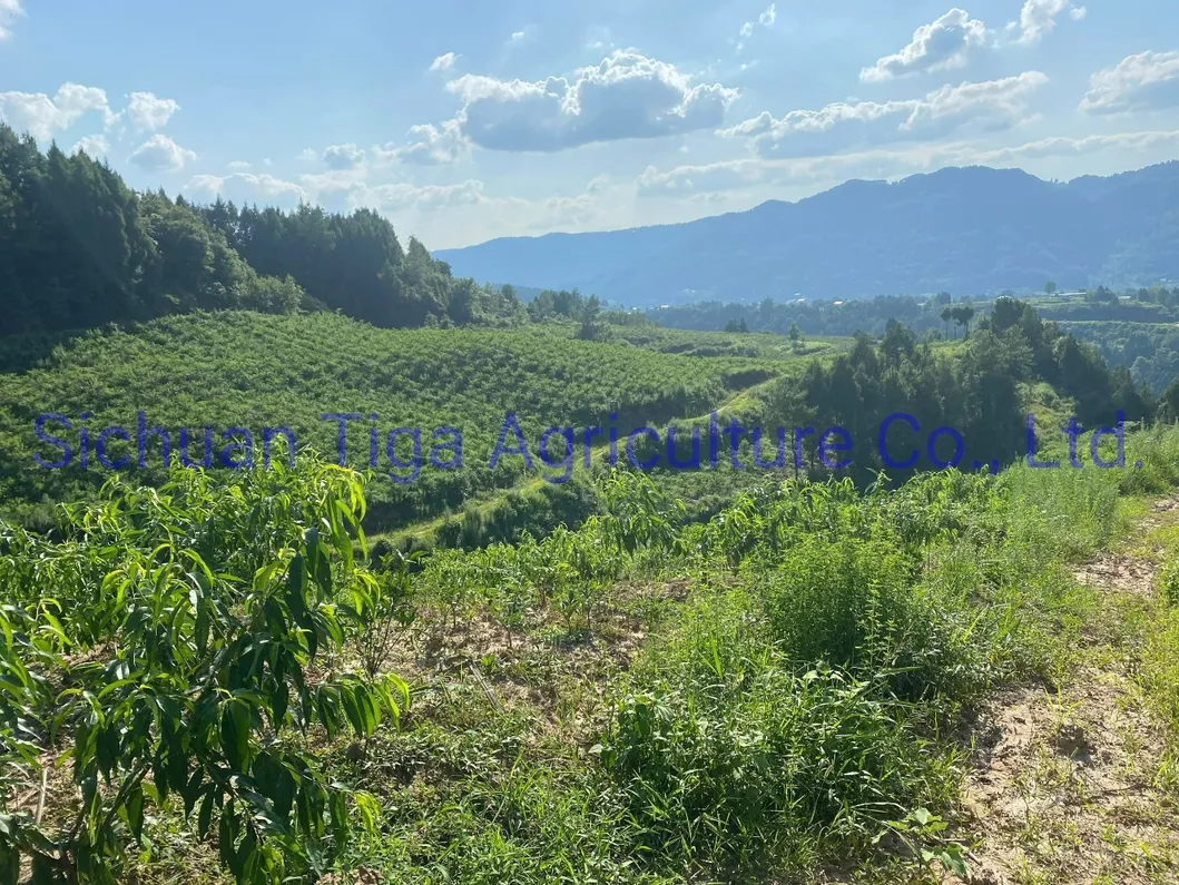 Organic New Flavor Healthy Fresh Sweet Summer Joicy Peach