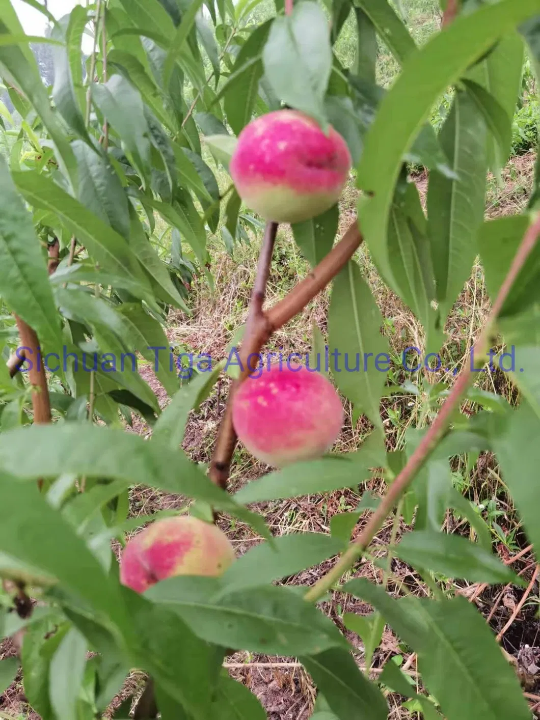 Organic New Flavor Healthy Fresh Sweet Summer Joicy Peach