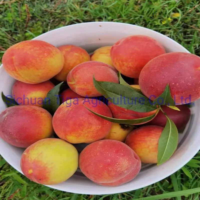 Organic New Flavor Healthy Fresh Sweet Summer Joicy Peach