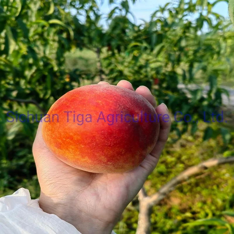 Organic New Flavor Healthy Fresh Sweet Summer Joicy Peach