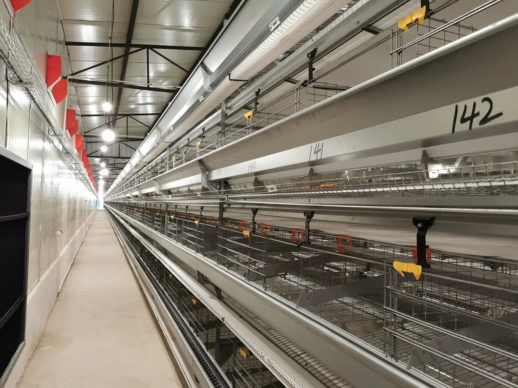 Automatic Design Trade a Type Layer Egg Chicken Cages for Poultry Farm Equipment 10000 Broiler Cage Chicken Broiler Cage Plastic Slats