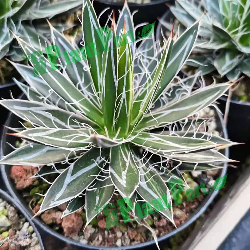 Agave Tomeyana Spp. Bella Export Seller Cnplantport Live Plants Nursery and Wholesale