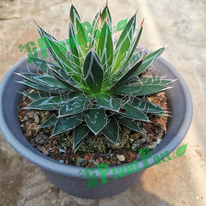 Agave Tomeyana Spp. Bella Export Seller Cnplantport Live Plants Nursery and Wholesale