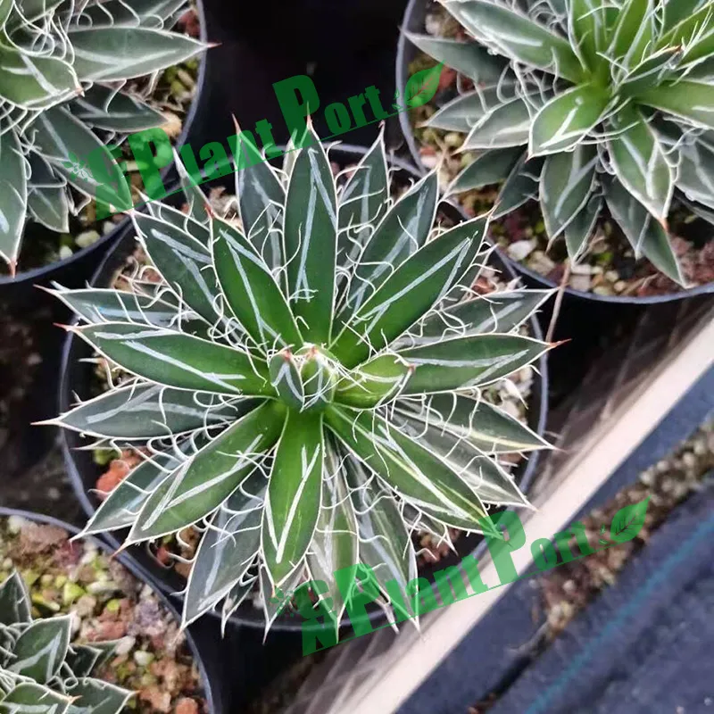 Agave Tomeyana Spp. Bella Export Seller Cnplantport Live Plants Nursery and Wholesale