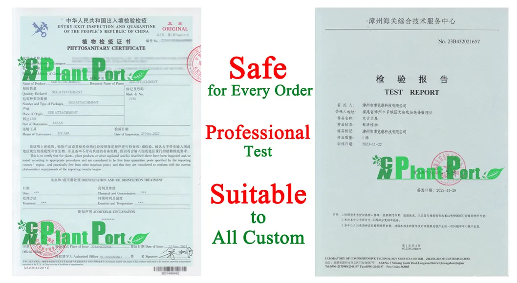 Agave Tomeyana Spp. Bella Export Seller Cnplantport Live Plants Nursery and Wholesale