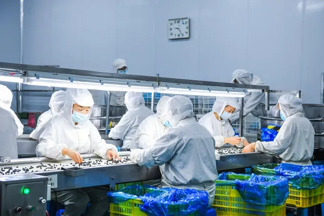 Juice Infused Organic Blueberry for Sale