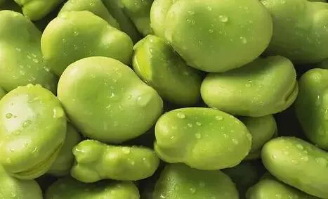 Broad Beans Fava Beans Butter Beans Packed in Tin