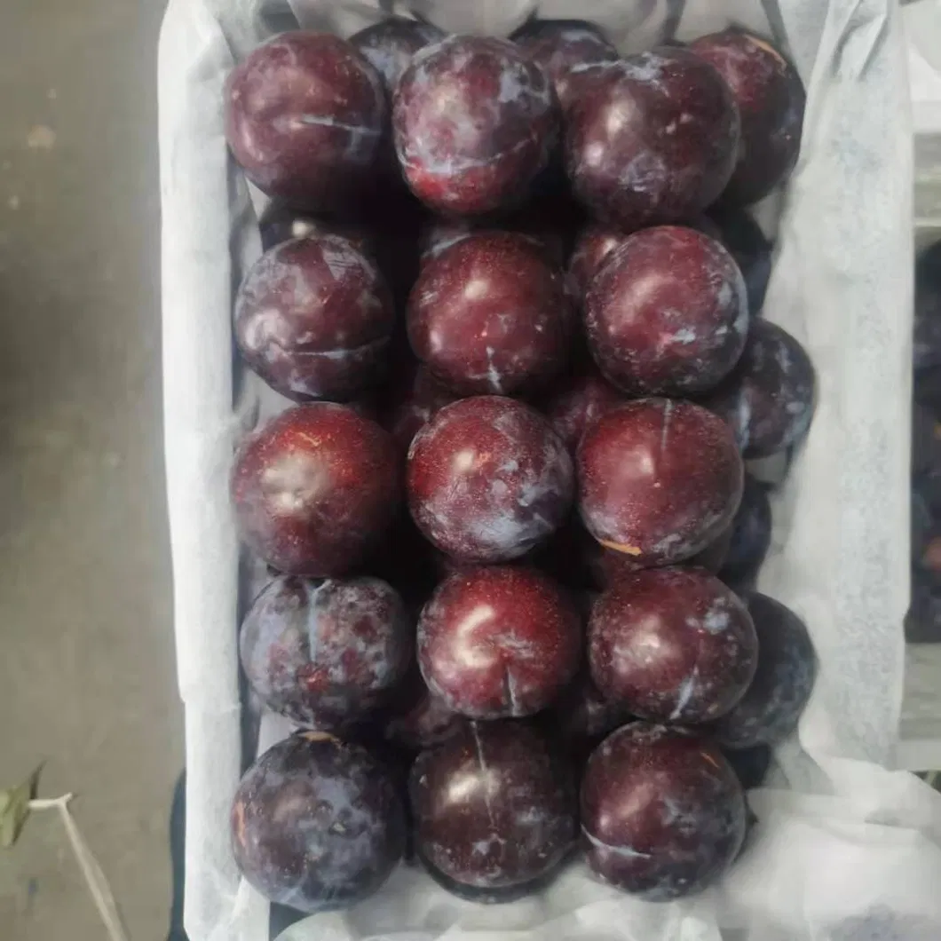 Black-New Crop-Sweet Plum From China