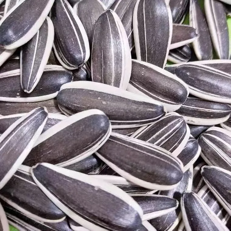 China Origin Inner Mongolia Black and White Strip Inner Mongolia Sunflower Seed