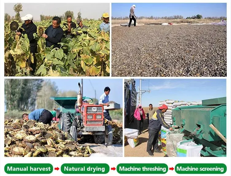 China Origin Inner Mongolia Black and White Strip Inner Mongolia Sunflower Seed