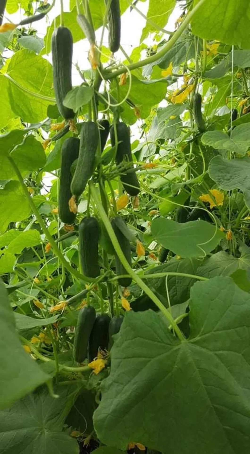 Hybrid Fruit Cucumber Seeds Can for Summer Growing-Hot King No. 2