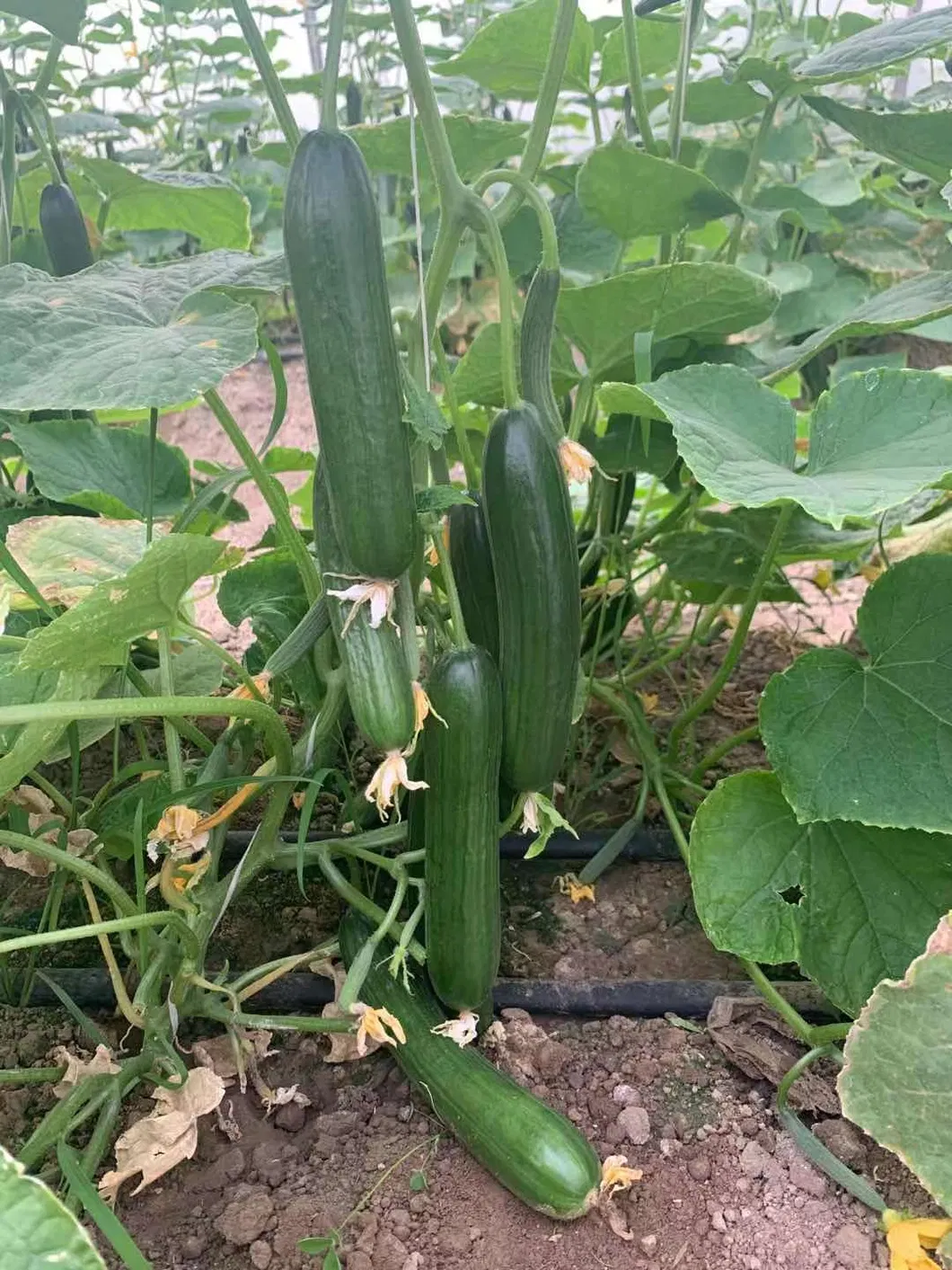 Hybrid Fruit Cucumber Seeds Can for Summer Growing-Hot King No. 2