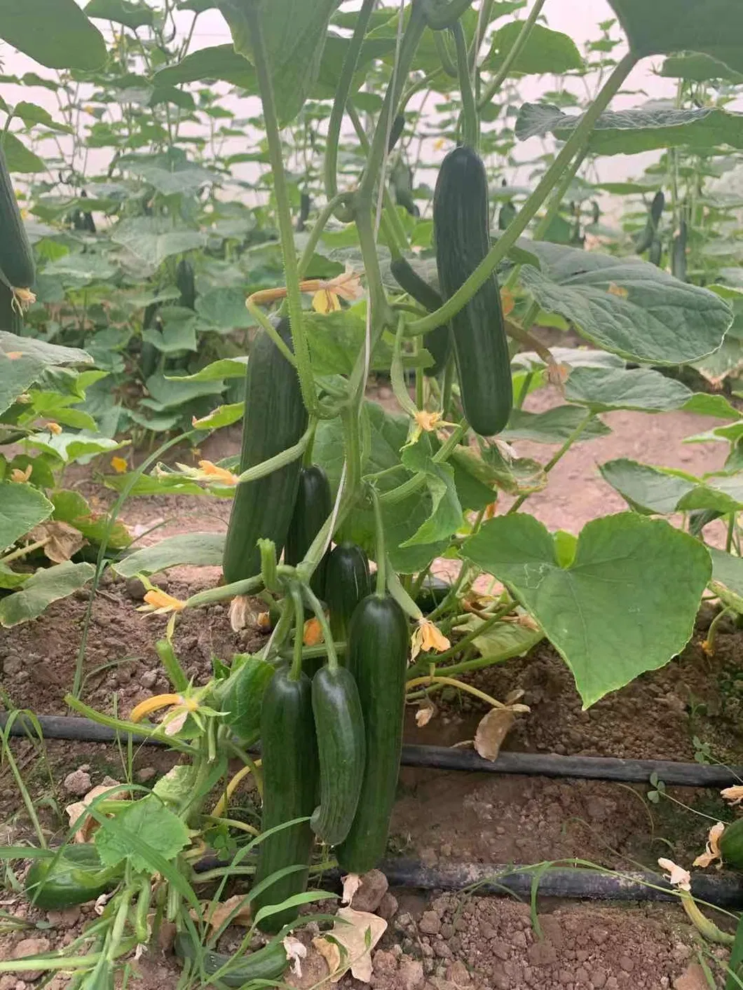 Hybrid Fruit Cucumber Seeds Can for Summer Growing-Hot King No. 2