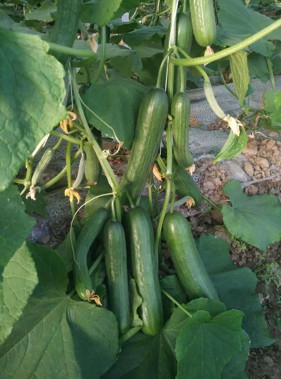 Hybrid Fruit Cucumber Seeds Can for Summer Growing-Hot King No. 2