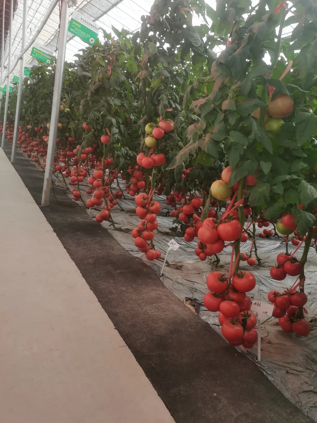 Pickled Cucumber Seeds Hybrid Cucumber Supplier High Yield