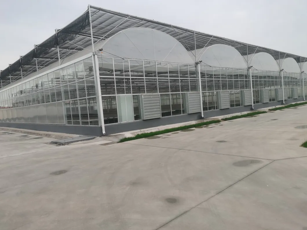 Pickled Cucumber Seeds Hybrid Cucumber Supplier High Yield