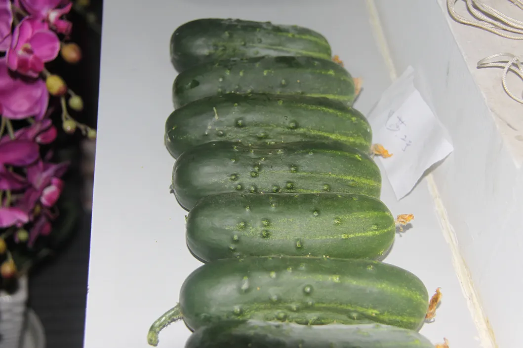 Pickled Cucumber Seeds Hybrid Cucumber Supplier High Yield
