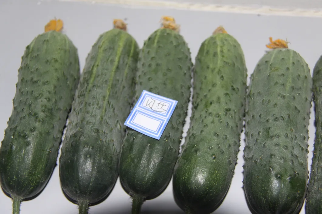 Pickled Cucumber Seeds Hybrid Cucumber Supplier High Yield