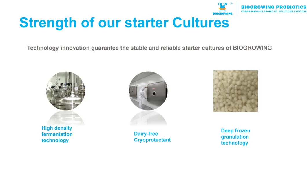 Premium Dairy Starter Culture for Yoghurt and Cheese Making