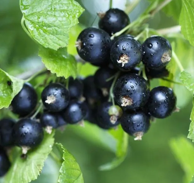 Chinese Hot Sale Premium IQF Frozen Blackcurrant IQF Black Currant Quick Freezing