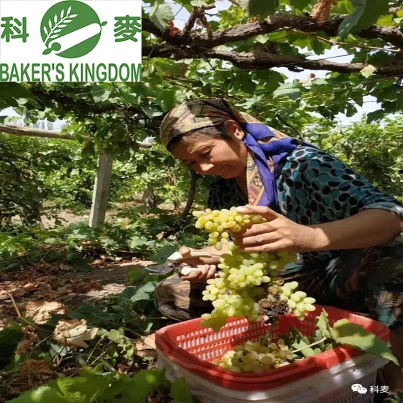 Xinjiang Thin Skin Seedless Raisin New Crop