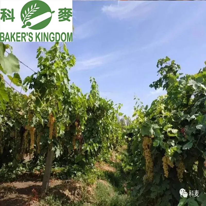Xinjiang Thin Skin Seedless Raisin New Crop