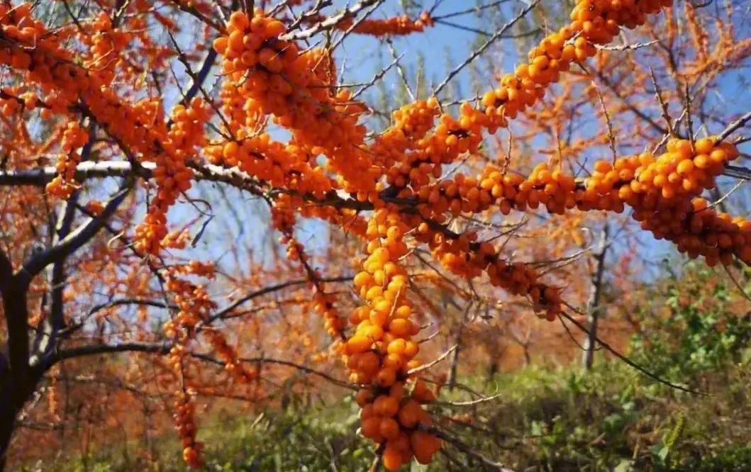 Bulk Sea Buckthorn Fruit Oil Palmitoleic Acid>25% for Food, Cosmetic & Nutraceutical Use