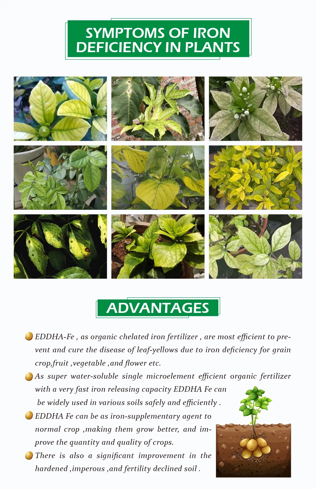 100% Water Soluble EDDHA Chelated Iron Fertilizer Granular with ISO 9001