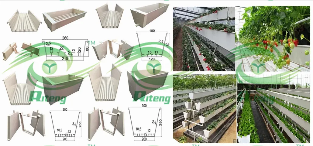 Agricultural Aquaponic Strawberry/Tomato Green House for Farm