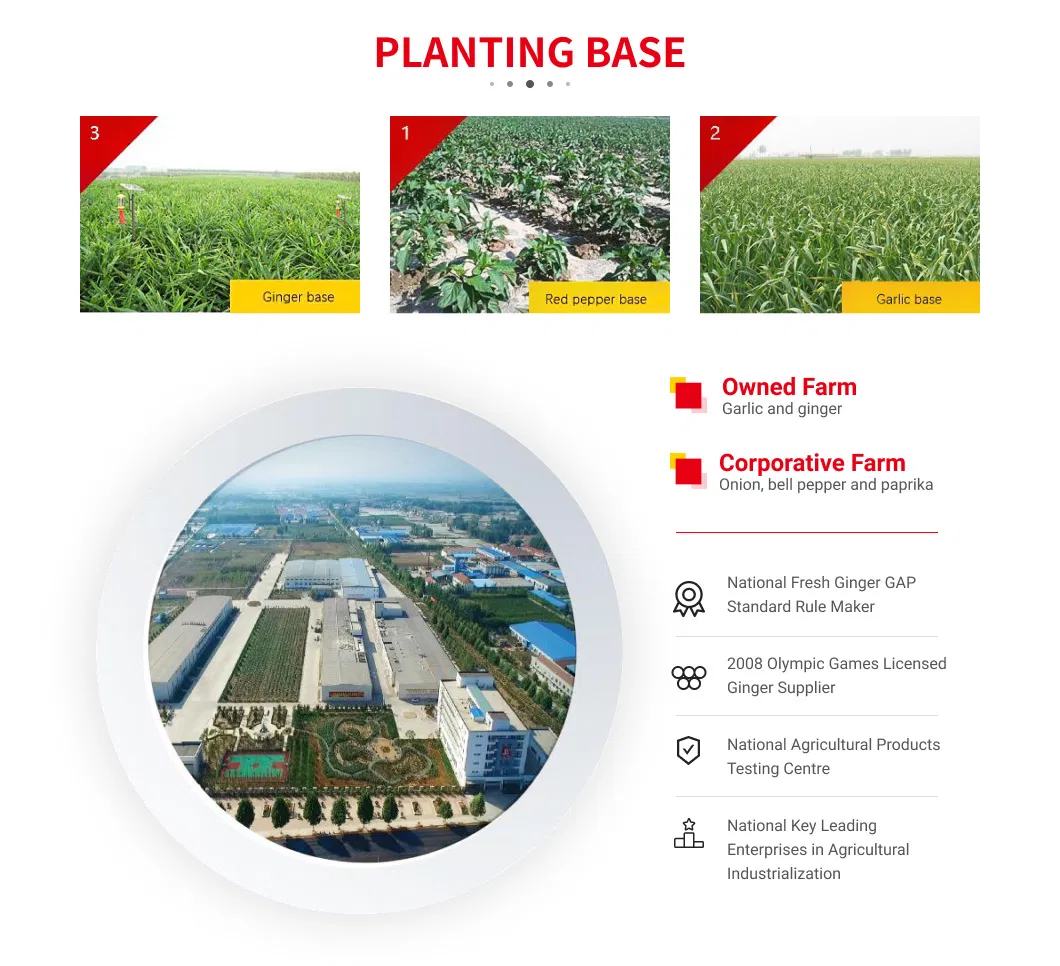 Fresh Class 1 Paper Bagged FUJI Apple