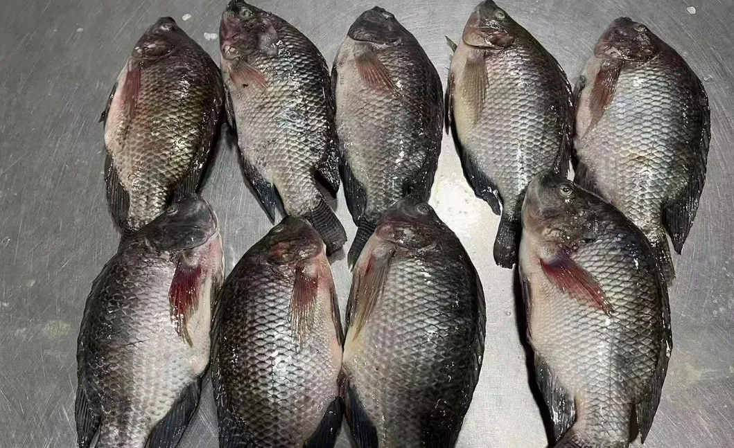 High Quality Frozen Fish Wholesale Price Rich in High-Protein Frozen Tilapia