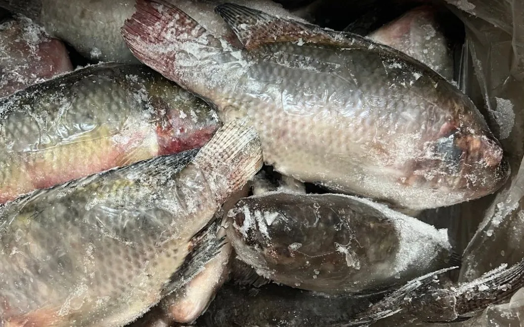 High Quality Frozen Fish Wholesale Price Rich in High-Protein Frozen Tilapia